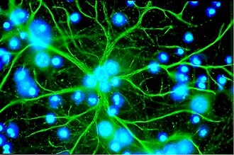 Astrocyte Astrocito