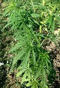 Cannabis sativa